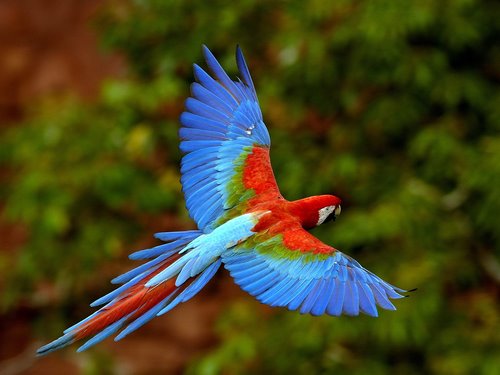 Costa Rica Fauna